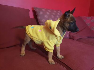 Belgian Malinois Puppies in Carlow – IKC Registered