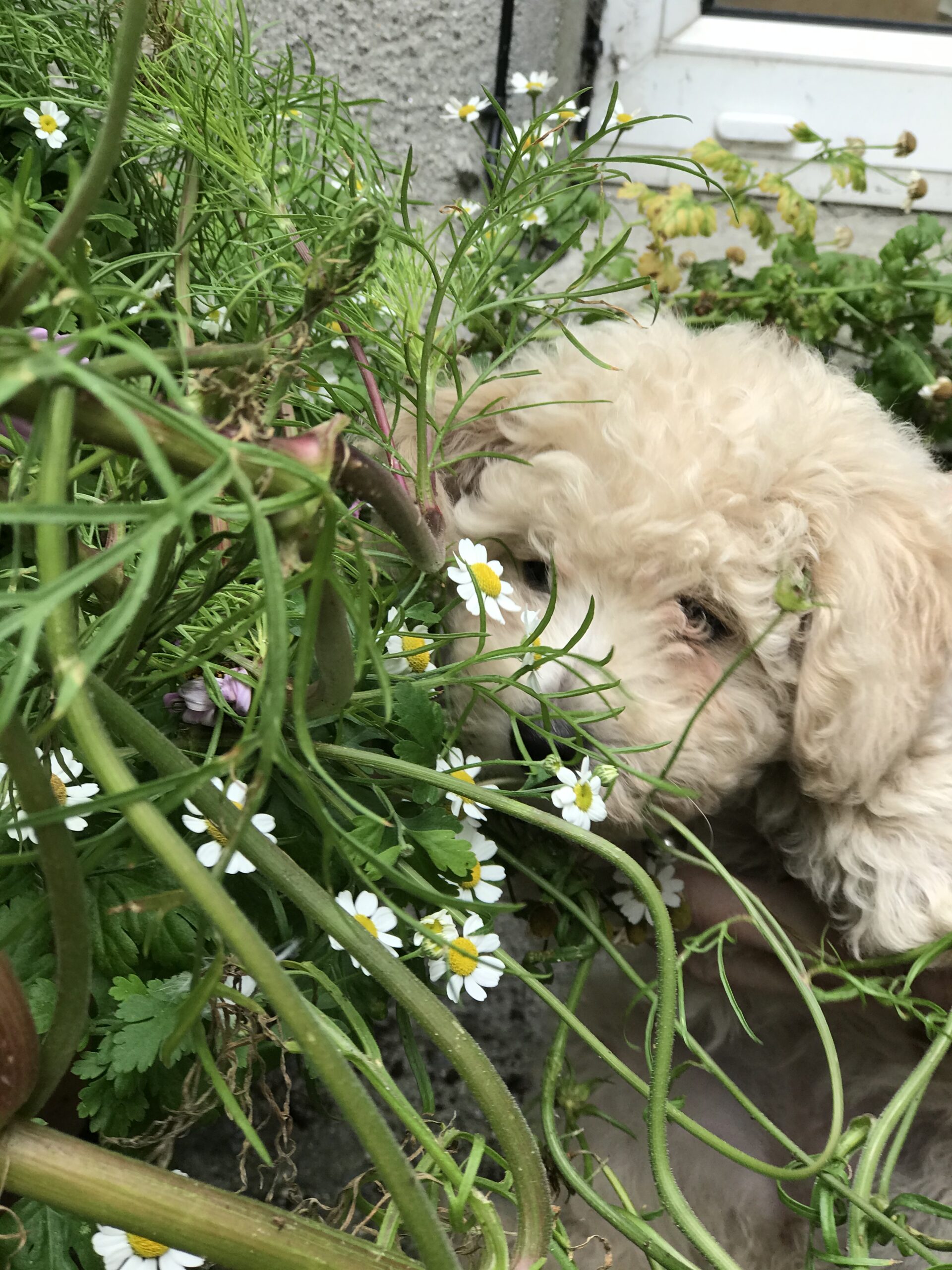 Poochon Pups for sale Wexford Dogs For Sale Ireland