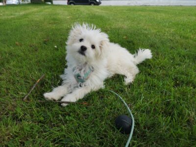 Pomeranian x Shih Tzu in Stillorgan – Playful Pup