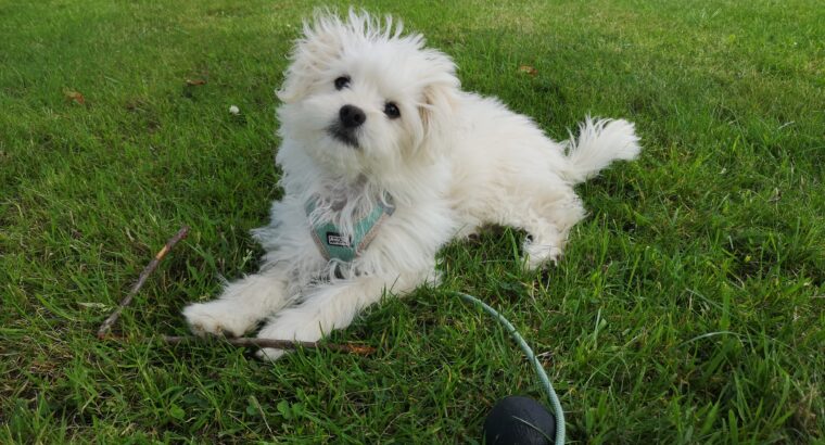 Pomeranian x shih tzu cross (teddy bear puppy)