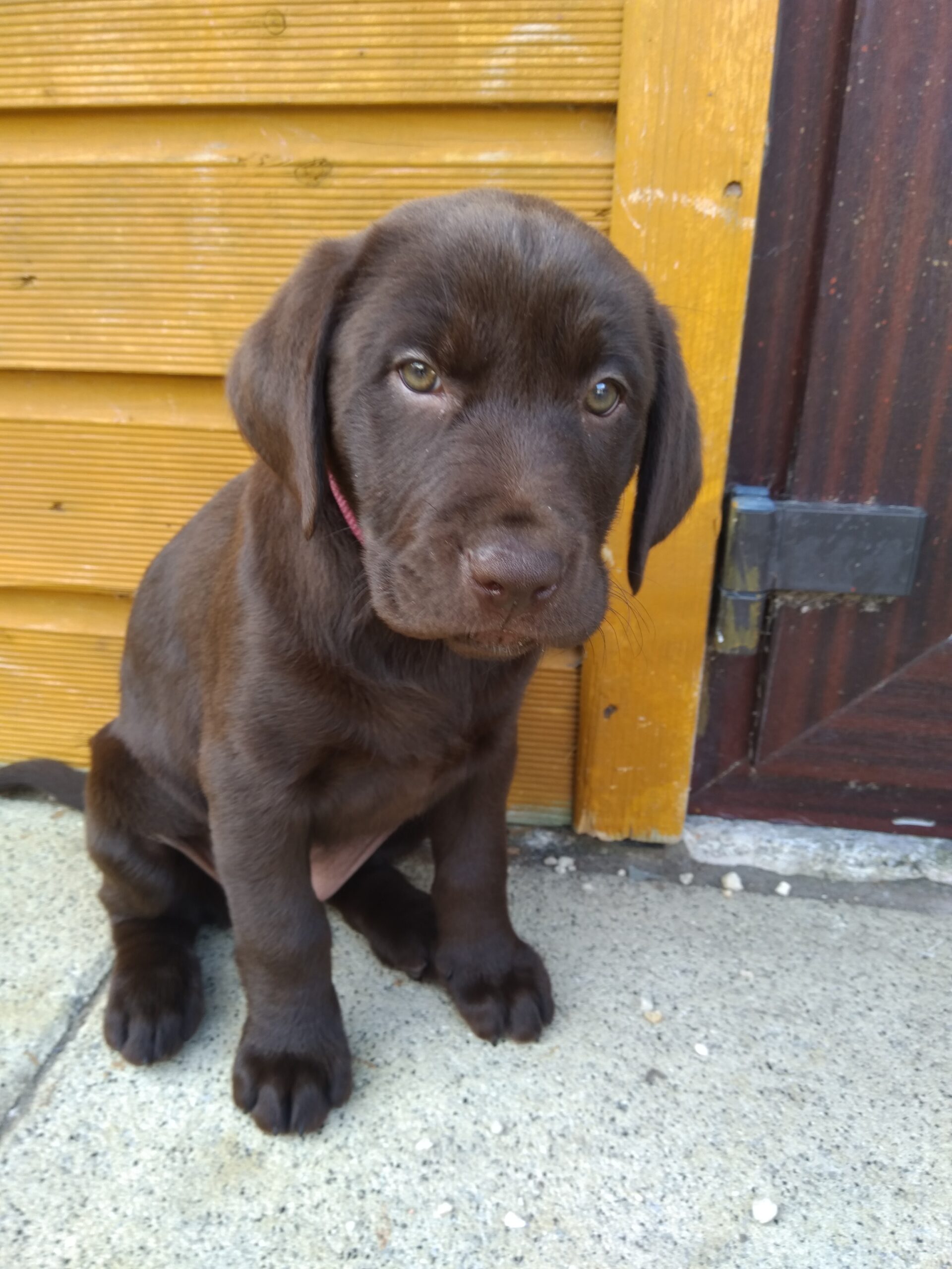 Chocolate and black Labradors County cork Dogs For Sale Ireland