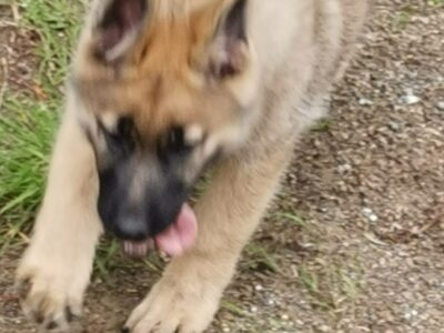 Akita Cross Puppies for Sale in Dublin
