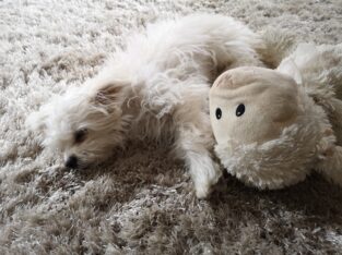 Pomeranian x shih tzu cross (teddy bear puppy)