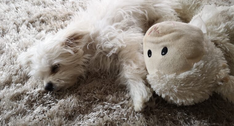 Pomeranian x shih tzu cross (teddy bear puppy)