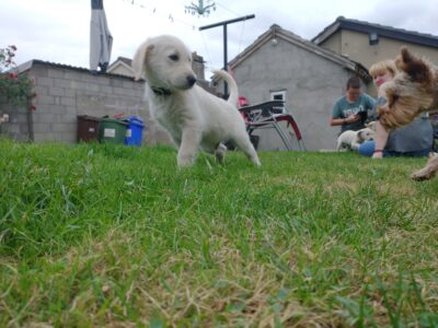 Golden Doodle Pups for Sale in Carlow
