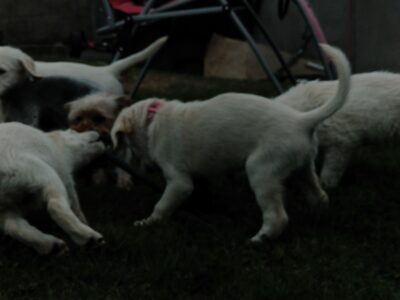 Golden Doodle Puppies for Sale in Carlow