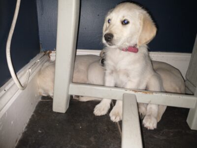 golden doodles for sale in carlow