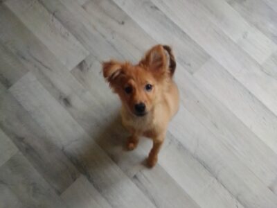 Playful Pomeranian Pup for Sale in Dublin