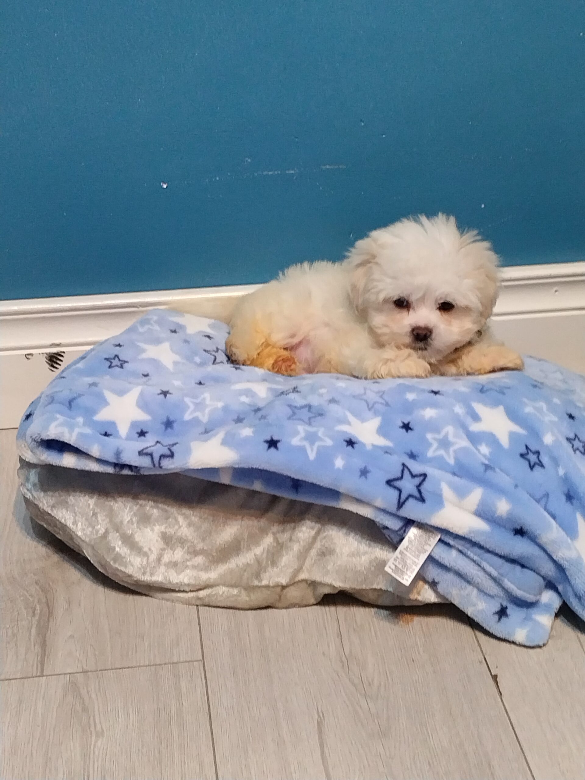 Malish puppies finglas Dublin Dogs For Sale Ireland