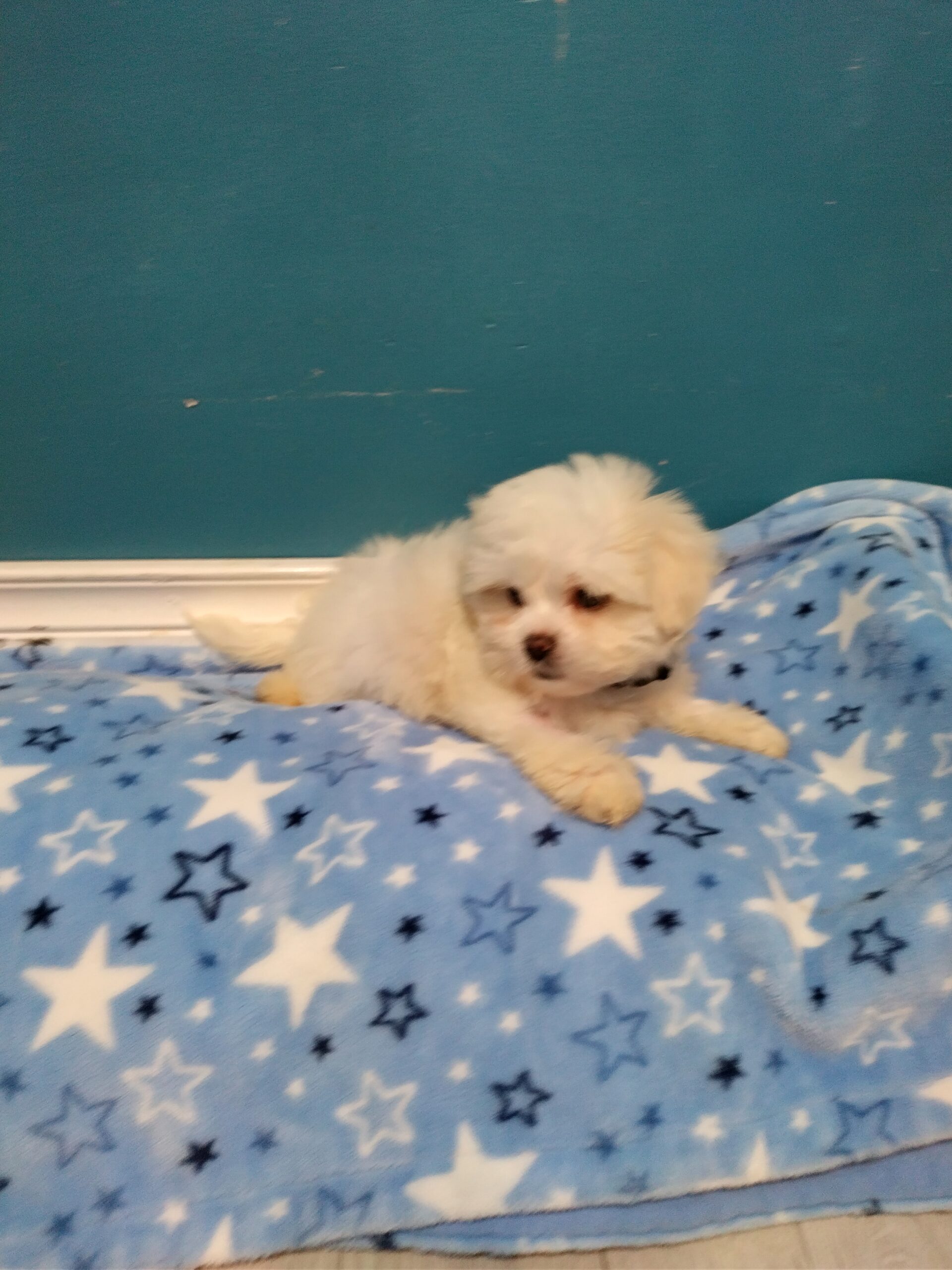 Malish puppies finglas Dublin Dogs For Sale Ireland