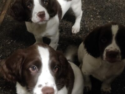 Energetic Springer Spaniel Puppies in Dublin