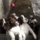 English Springer Spaniel puppies