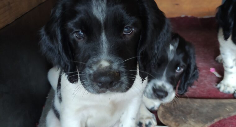 Springer Spaniel pups Cork