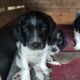 Springer Spaniel pups Cork