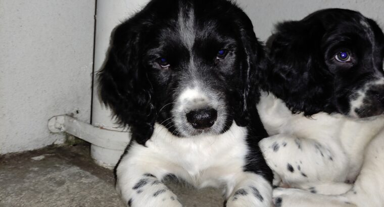 Springer Spaniel pups Cork