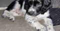 Springer Spaniel pups Cork