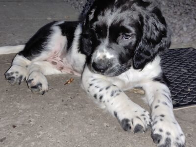 Springer Spaniel Pups in Cork – Friendly & Playful