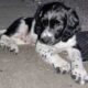 Springer Spaniel pups Cork