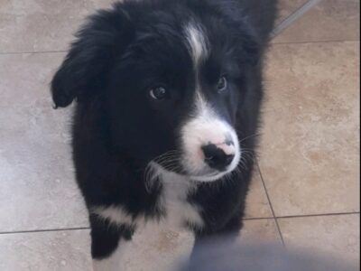 Collie St Bernard Cross in Dublin