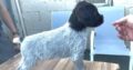 German Wirehaired Pointers Offaly