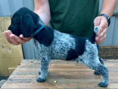 German Wirehaired Pointers in Offaly