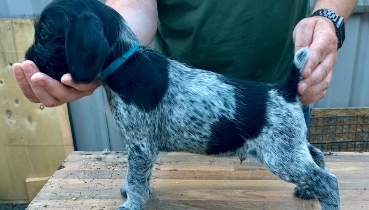 German Wirehaired Pointers Offaly
