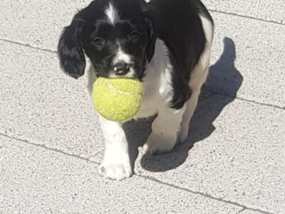 Springer Spaniel Pup for Sale in Dunboyne