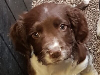 Springer Spaniel Puppy in Dunboyne – IKC Reg