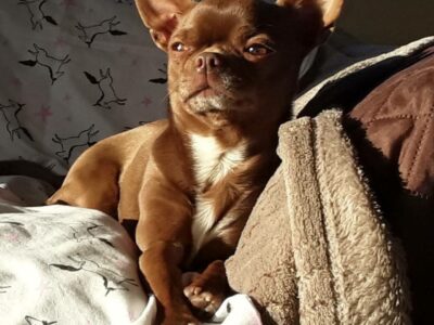 Chihuahua for Stud in Cavan – Chocolate Beauty