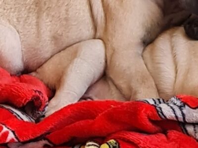 Pug Puppy for Sale in Newry – Playful Companion