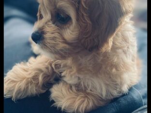 Cavachon pup for sale Kerry