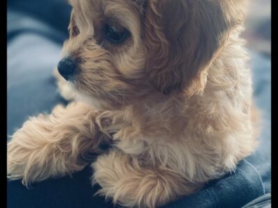 Cavachon Puppy for Sale in Kerry – IKC Registered