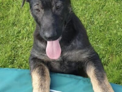 German Shepherd Puppies in Co Limerick