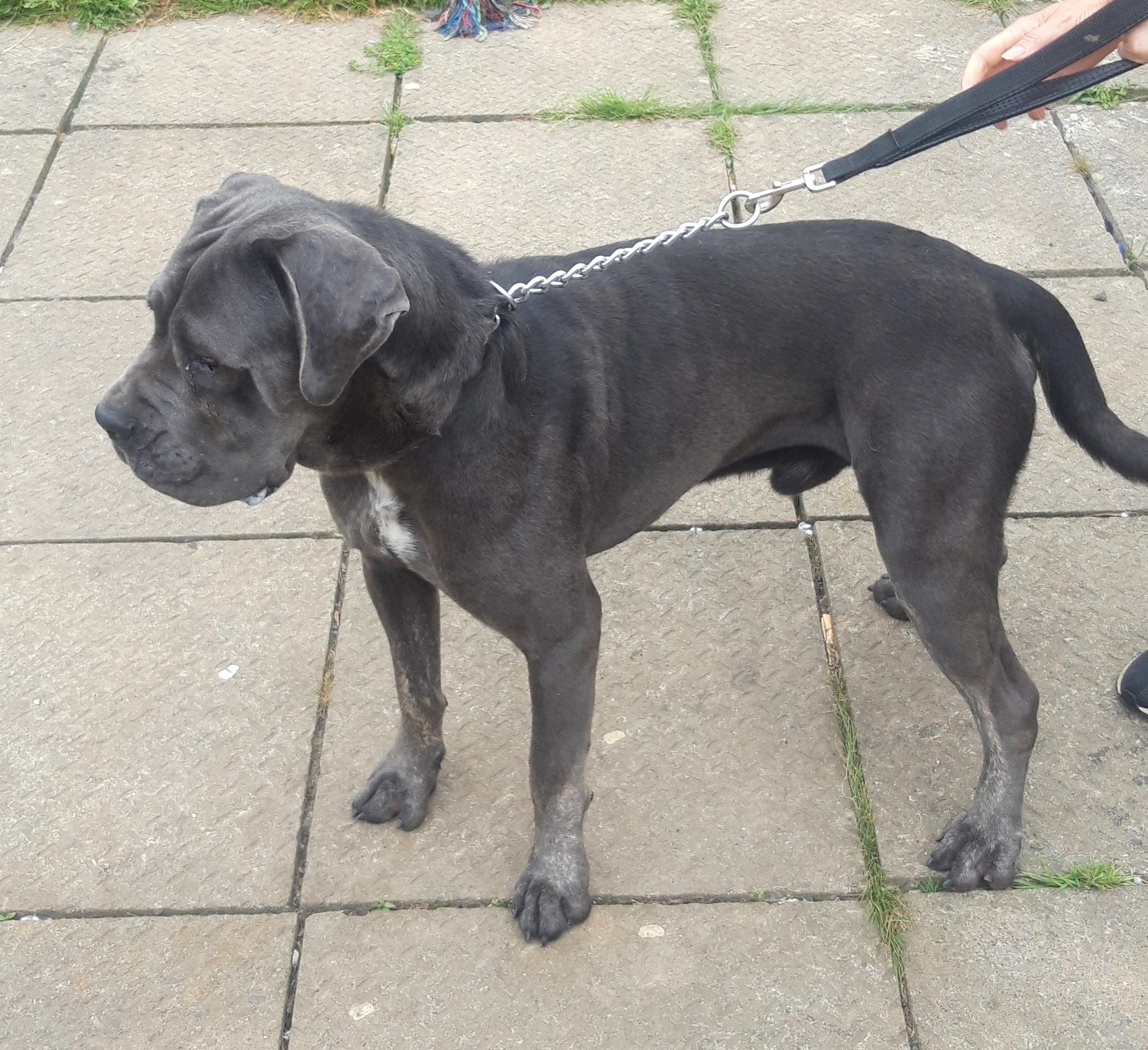 CANE CORSO For sale Mayo Dogs For Sale Ireland
