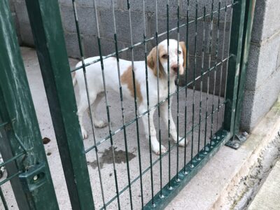 English Pointer Puppies for Sale in Wexford