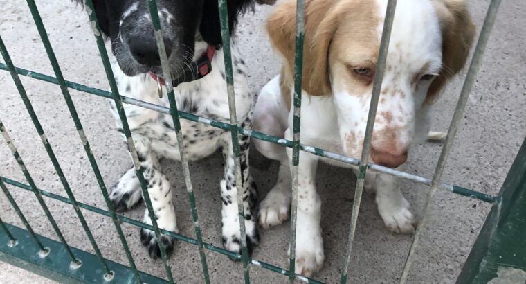 English pointer pups Wexford