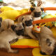 IKC Registered Pug Puppies Cavan