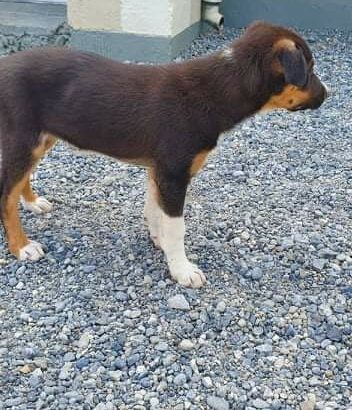 Border collie for sale offaly
