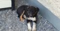 Border collie for sale offaly