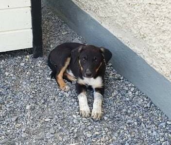 Active Border Collie Puppies for Sale Offaly
