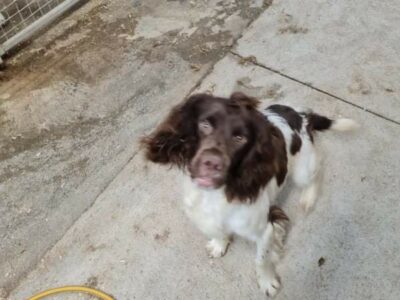 Springer Spaniel Puppies in Meath – IKC Registered