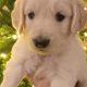 Lovely Golden Doodle Puppies for sale