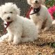 Bichon frise mother and pup for sale