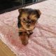 Tiny Tcup Yorkshire Terrier puppies