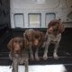 German Pointers in Navan – Last Pup Available!