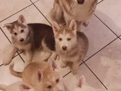Siberian Husky x Swiss Shepherd Pups in Ireland