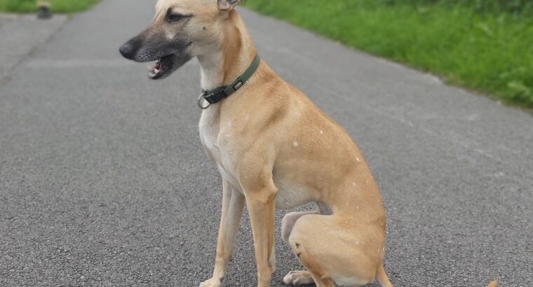 Whippet for sale Westmeath Ireland