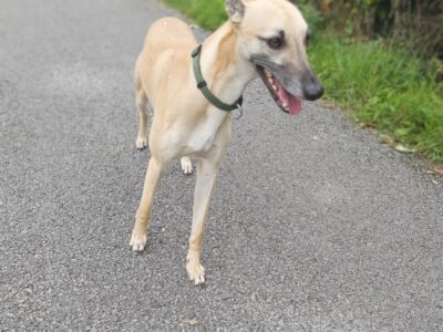 Whippet for sale in Westmeath – Loving Home Wanted