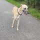 Whippet for sale Westmeath Ireland