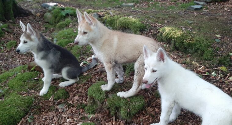 Siberian Husky x White Swiss Shepherd Pups